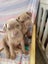 Neapolitan Mastiff Pupppies Carousel 8