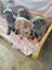 Neapolitan Mastiff Pupppies Carousel 7