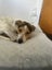 Onni Rescue Dog - CDRRNZ Carousel 1
