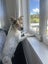 Onni Rescue Dog - CDRRNZ Carousel 5