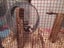 Female mice x 2 and enclosure Carousel 5