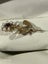 $1 18ct Gold Seed Pearl Flower Brooch 0.85gm Carousel 5