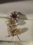 $1 18ct Gold Seed Pearl Flower Brooch 0.85gm Carousel 6