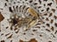 $1 18ct Gold Seed Pearl Flower Brooch 0.85gm Carousel 8