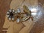 $1 18ct Gold Seed Pearl Flower Brooch 0.85gm Carousel 9