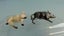 Vintage Britains Zoo Lead Animals: Wild Boar & Llama Carousel 5