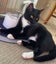 CAT RESCUE CHCH - Ready For Adoption Elton Carousel 3