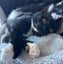 CAT RESCUE CHCH - Ready For Adoption Elton Carousel 4