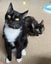 CAT RESCUE CHCH - Ready For Adoption Elton Carousel 5