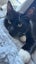 CAT RESCUE CHCH - Ready For Adoption Elton Carousel 6