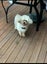 Shitzu x Bichon free to a good home Carousel 1