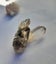 $1res - chlorite included quartz - Pakistan Carousel 1