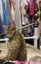 Two female kittens Carousel 5