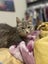Two female kittens Carousel 4
