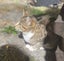 Two female kittens Carousel 7