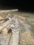 Two female kittens Carousel 8