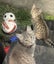 Two female kittens Carousel 9