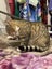 Two female kittens Carousel 10