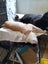 Brave Paws Cat Rescue - Kitten - NIGEL Carousel 13