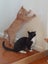Brave Paws Cat Rescue - Kitten - NIGEL Carousel 10