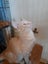 Brave Paws Cat Rescue - Kitten - NIGEL Carousel 11