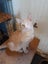 Brave Paws Cat Rescue - Kitten - NIGEL Carousel 3