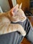 Brave Paws Cat Rescue - Kitten - NIGEL Carousel 4
