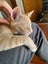Brave Paws Cat Rescue - Kitten - NIGEL Carousel 5