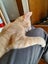 Brave Paws Cat Rescue - Kitten - NIGEL Carousel 7
