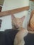 Brave Paws Cat Rescue - Kitten - NIGEL Carousel 1