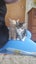 Brave Paws Cat Rescue - Kitten - NIGEL Carousel 9