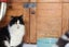 Brave Paws Cat Rescue - Cat - Bigfoot Carousel 5