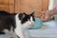 Brave Paws Cat Rescue - Cat - Bigfoot Carousel 3