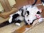 Brave Paws Cat Rescue - Cat - Bigfoot Carousel 1