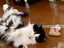 Brave Paws Cat Rescue - Cat - Bigfoot Carousel 4