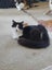 Brave Paws Cat Rescue - Cat - Bigfoot Carousel 6