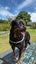 Purebred Rottweilers puppies Carousel 5