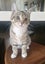 Female Kitten. For rehoming. Microchipped and will be desexed Carousel 1
