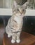 Female Kitten. For rehoming. Microchipped and will be desexed Carousel 2