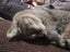 Our lovely Boris needs a new home Carousel 8