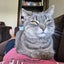 Our lovely Boris needs a new home Carousel 7