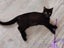 PONYO - KITTEN AVAILABLE FOR ADOPTION - PET WHISPERER RESCUE Carousel 1
