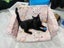 PONYO - KITTEN AVAILABLE FOR ADOPTION - PET WHISPERER RESCUE Carousel 2