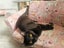 PONYO - KITTEN AVAILABLE FOR ADOPTION - PET WHISPERER RESCUE Carousel 3