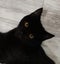 PONYO - KITTEN AVAILABLE FOR ADOPTION - PET WHISPERER RESCUE Carousel 4