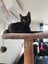 PONYO - KITTEN AVAILABLE FOR ADOPTION - PET WHISPERER RESCUE Carousel 6