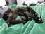 PONYO - KITTEN AVAILABLE FOR ADOPTION - PET WHISPERER RESCUE Carousel 7