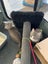 PHIL AND HARRY - KITTENS AVAILABLE FOR ADOPTION - PET WHISPERER RESCUE Carousel 3