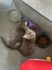 PHIL AND HARRY - KITTENS AVAILABLE FOR ADOPTION - PET WHISPERER RESCUE Carousel 4