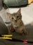 PHIL AND HARRY - KITTENS AVAILABLE FOR ADOPTION - PET WHISPERER RESCUE Carousel 5